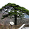 Huangshan Mountain
