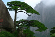 Front Huangshan Mountain
