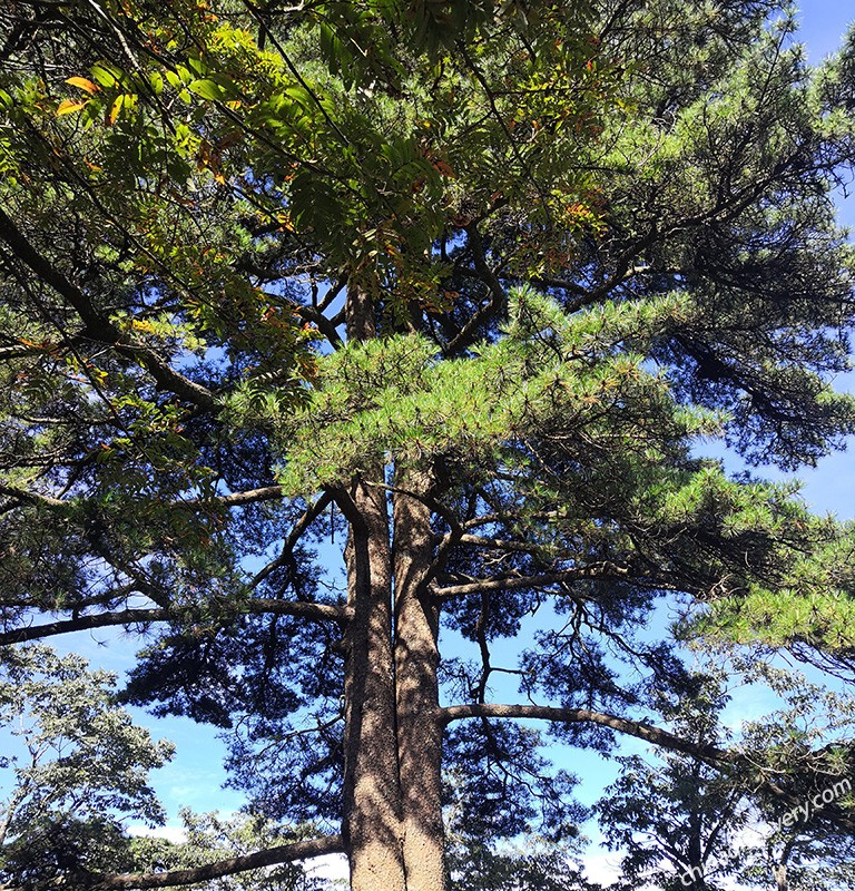 Huangshan Pine