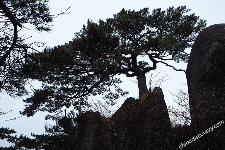 Huangshan Pine