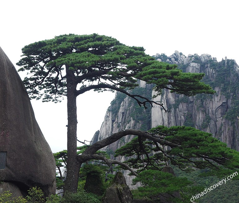 Huangshan Pine