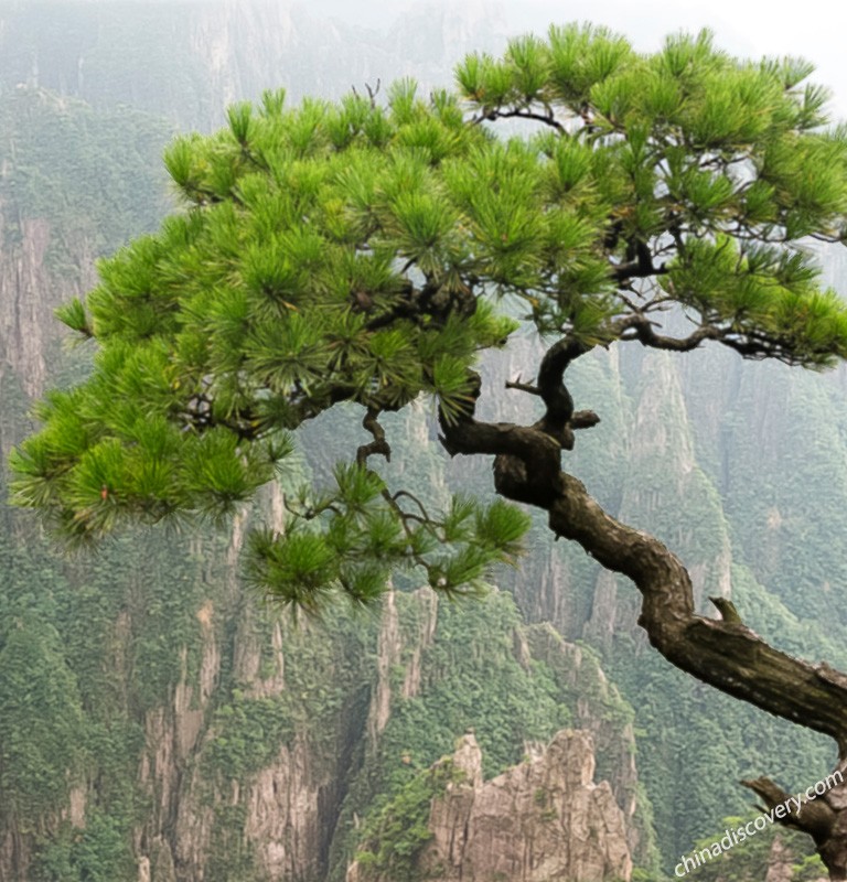 Huangshan Pine