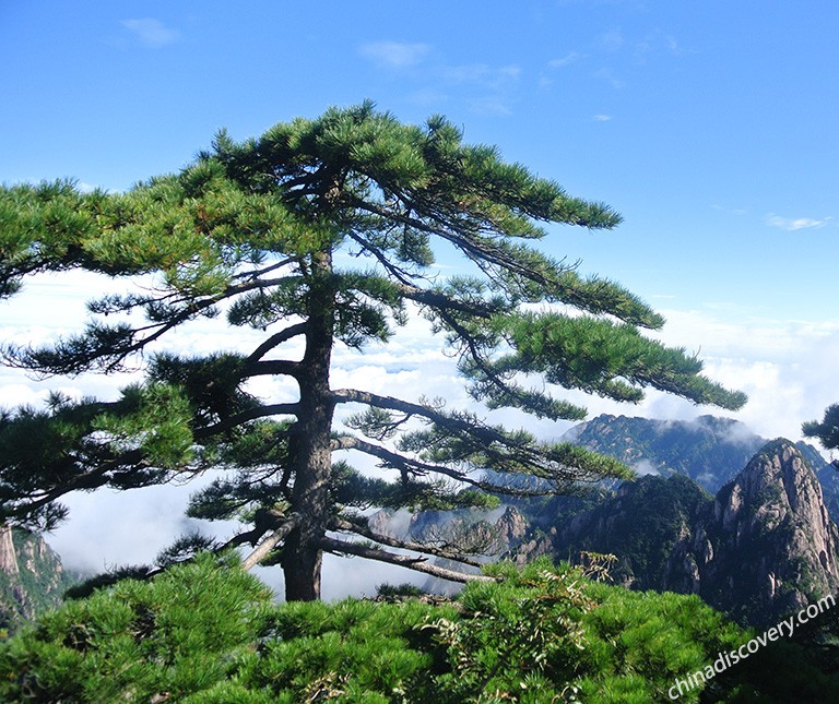 Huangshan Pine