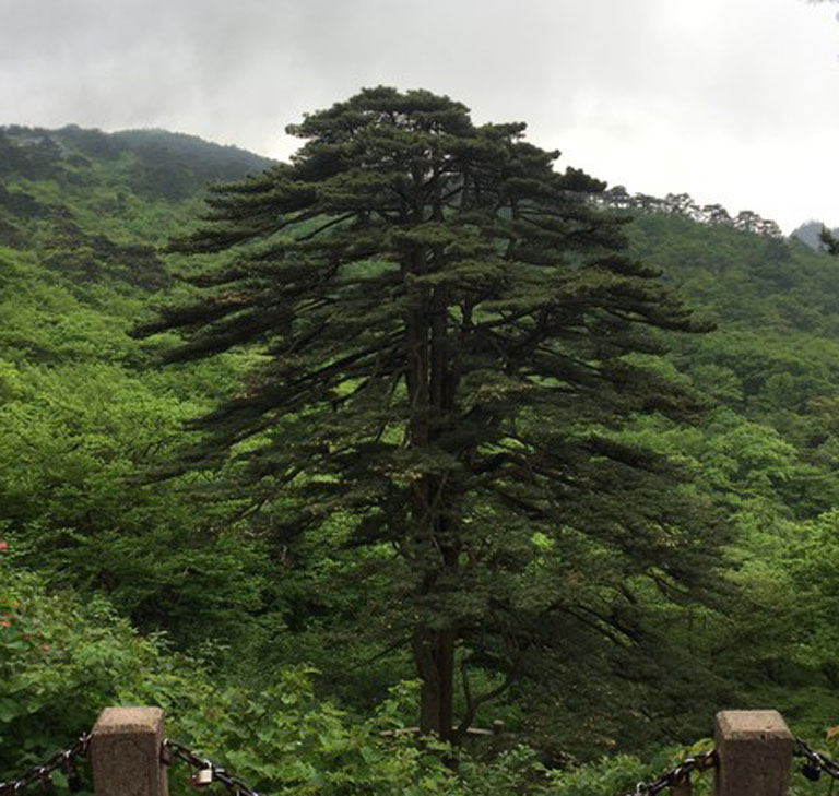 Top 8 Huangshan Pine Trees - Essence of Chinese Pine Tree