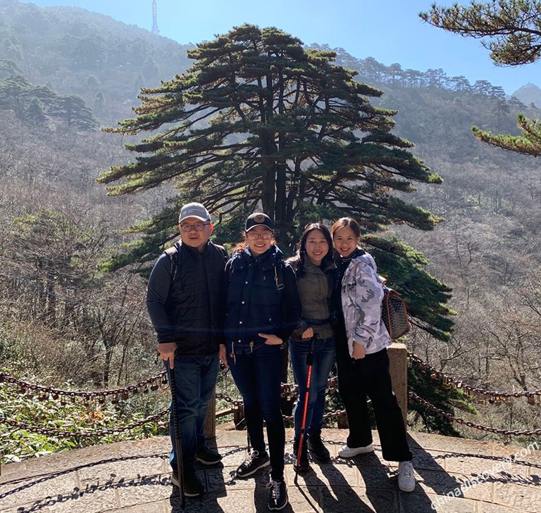 Huangshan Pine