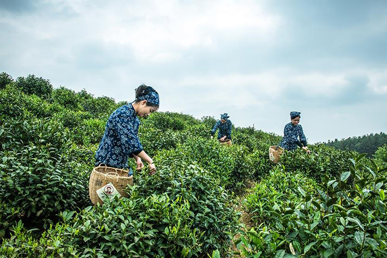 Xieyuda Ecological Tea Garden Huangshan Tea Culture