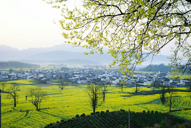 Beautiful Spring Scenery around Lucun Village Huangshan Lucun Ancient Village