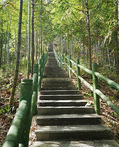 Mukeng Bamboo Forest