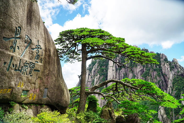 Verdant Guest-Greeting Pine Tree in Yuping Pavilion (in August) Huangshan Yellow Mountain in Summer