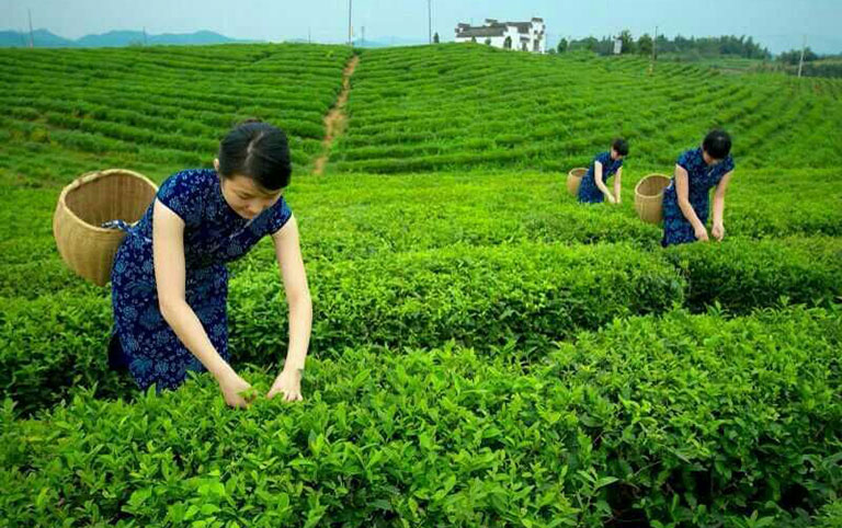 Xieyuda Tea Picking