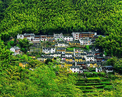 Mukeng Bamboo Forest