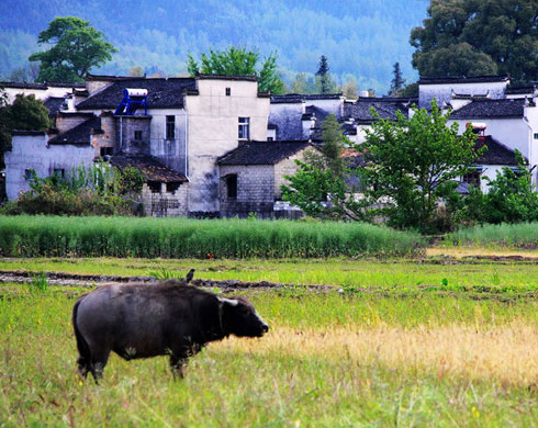 Nanping Village