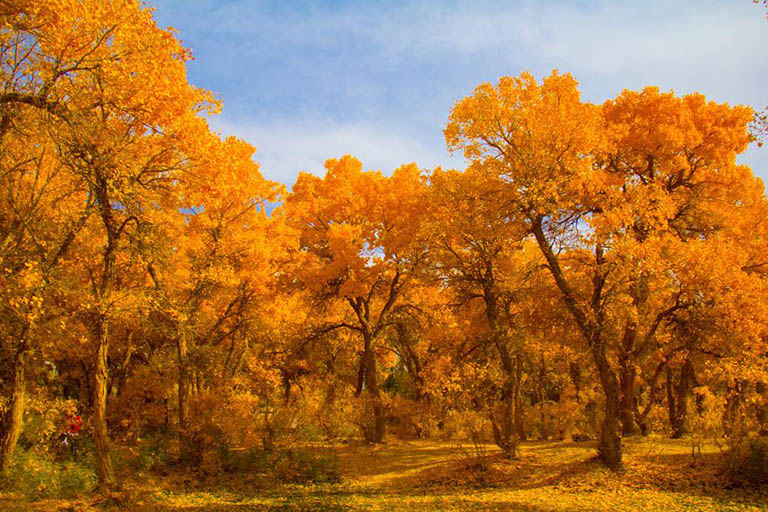 Dunhuang Xihu National Nature Reserve Populus Euphratica Forests in China