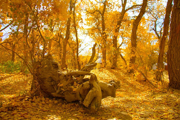 Golden Trees in Late Autumn Populus Euphratica Forests in China