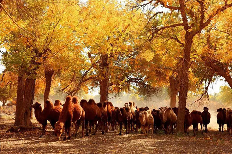 Camels in Ejina Populus Euphratica Forest Populus Euphratica Forests in China