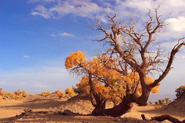 Golmud Populus Euphratica Forest on Desert Populus Euphratica Forests in China