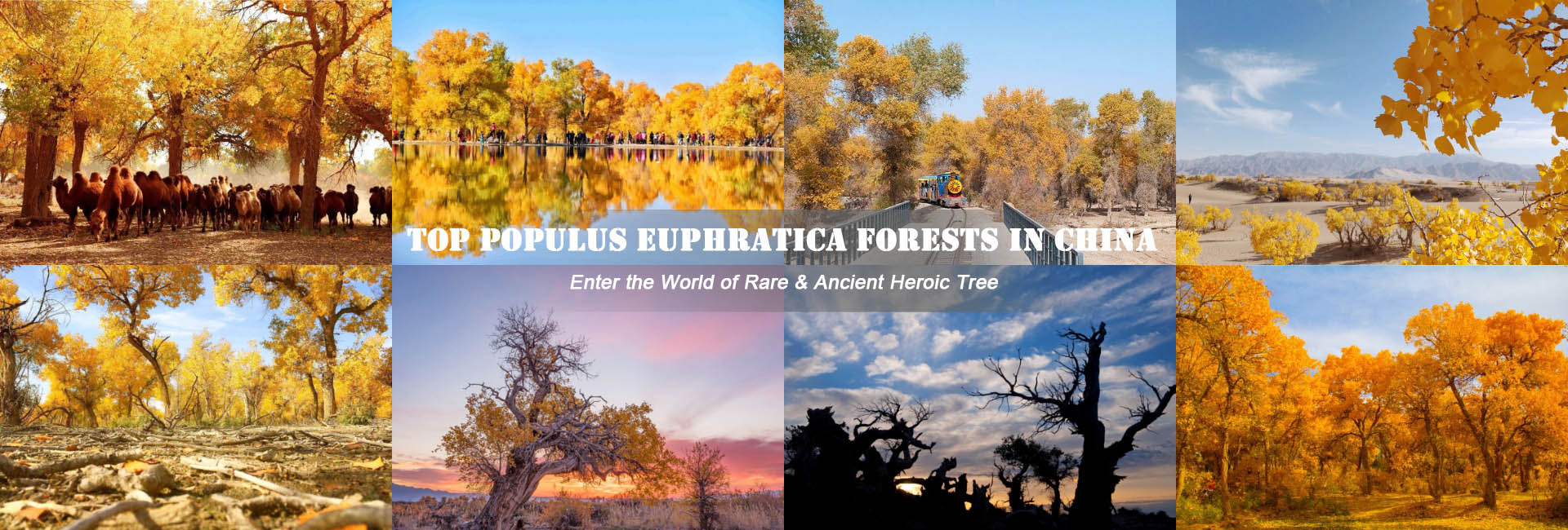 Populus Euphratica Forests in China
