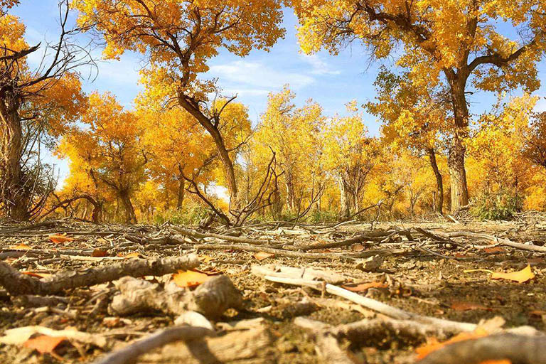 Poskam Jinhuyang National Forest Park Populus Euphratica Forests in China