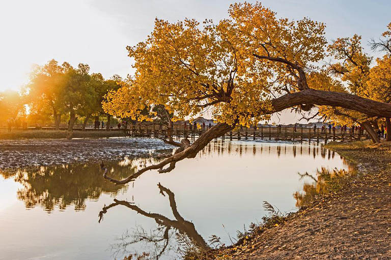 Populus Euphratica Contracts Finely with River Populus Euphratica Forests in China