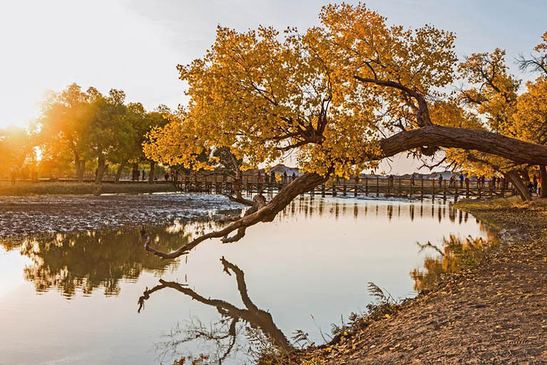 Populus Euphratica Forests in China