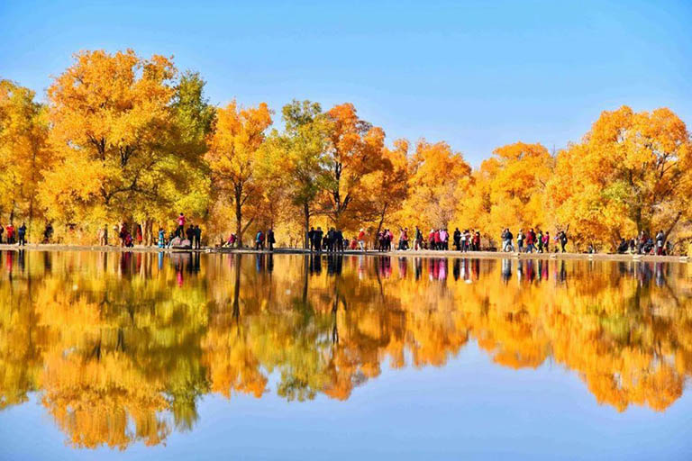 Poplar Trees Reflected on Jinbo Lake Populus Euphratica Forests in China