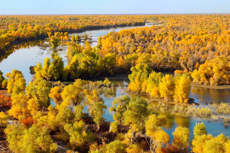 Bending River in the Forest Populus Euphratica Forests in China