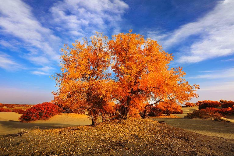 Tarim Luntai Populus Euphratica Forest Populus Euphratica Forests in China