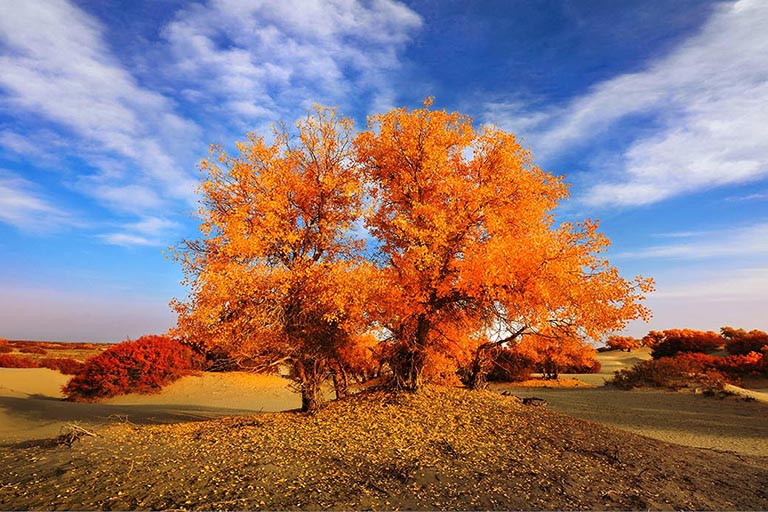 Populus Euphratica Forests in China