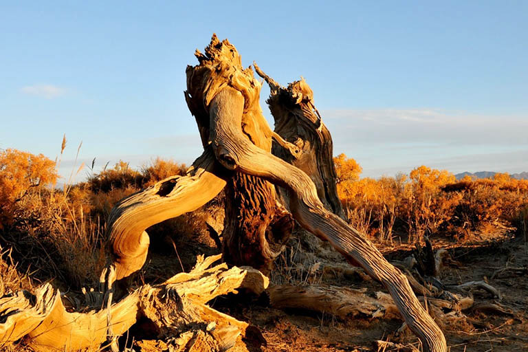 Oddly-shaped Dead Poplar Tree Trunk Populus Euphratica Forests in China