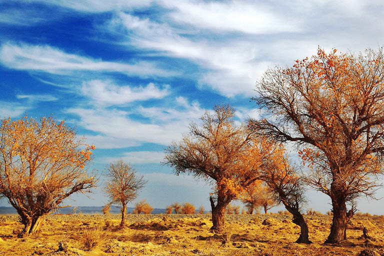 Populus Euphratica Forests in China