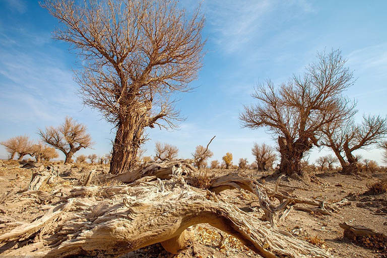 Populus Euphratica in Strange Shapes Populus Euphratica Forests in China