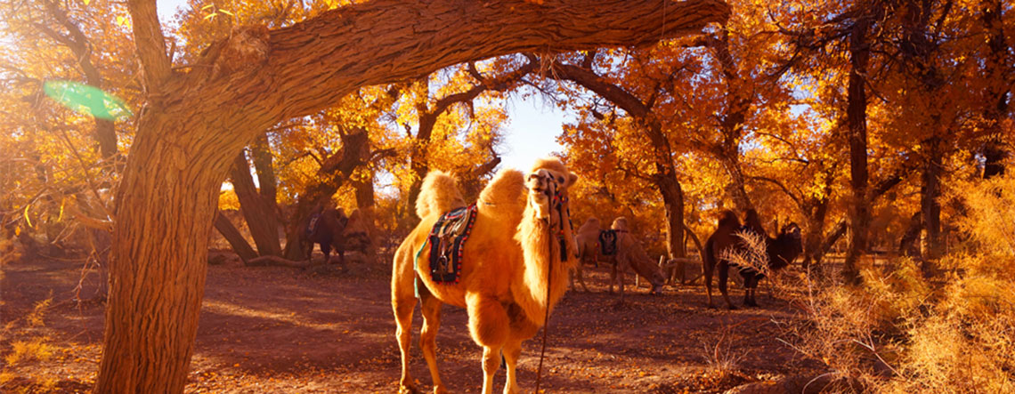 4 Days Ejina Populus Euphratica Forest Photography Tour 2024