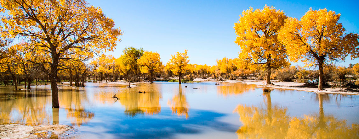 4 Days Ejina Populus Euphratica Forest Photography Tour 2024