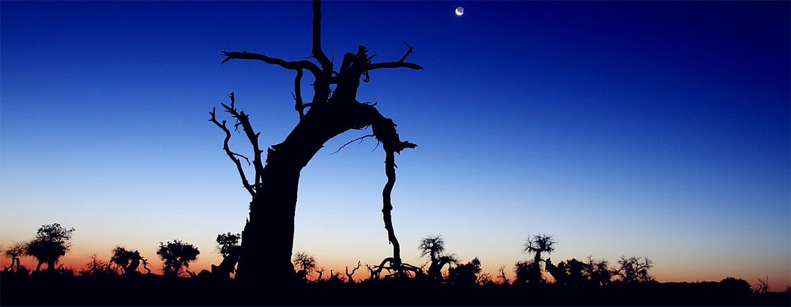 4 Days Ejina Populus Euphratica Forest Photography Tour 2024