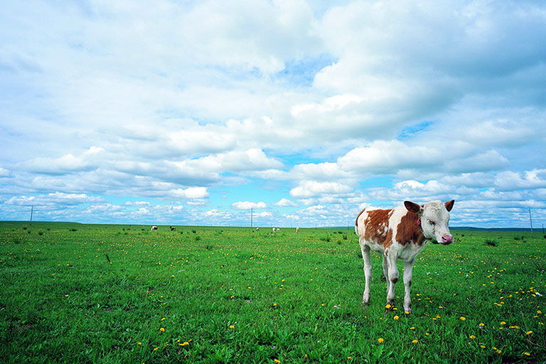 Gongal Grassland Inner Mongolia Grasslands