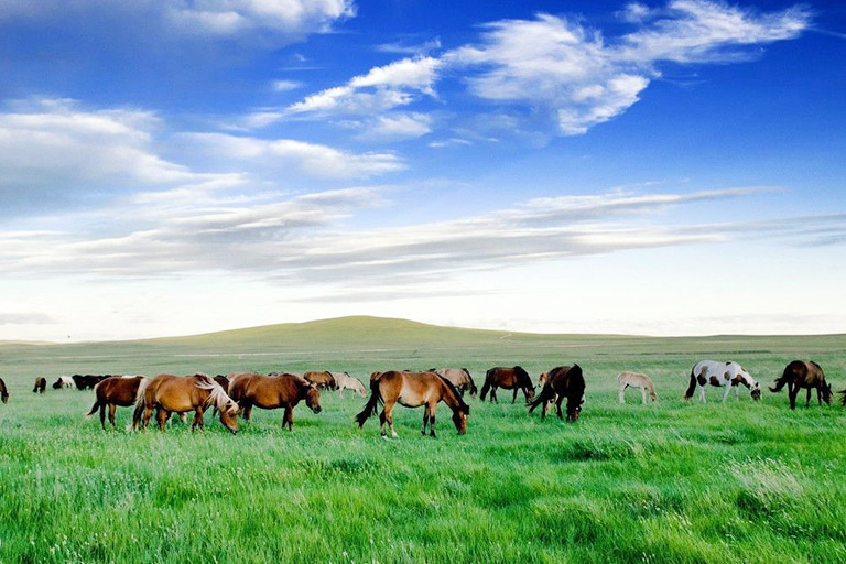 Horqin Grassland Inner Mongolia Grasslands