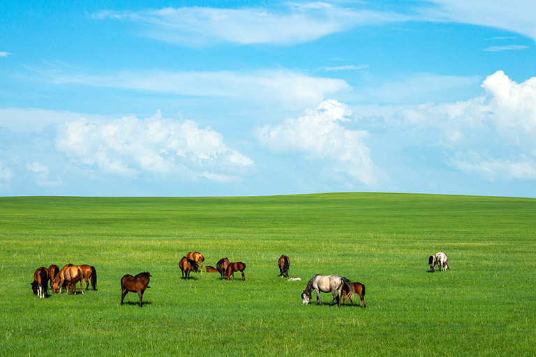 Inner Mongolia Grasslands