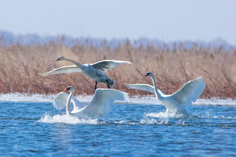 Meet Swans at Nanhai Wetland Park Baotou Weather - Baotou Spring