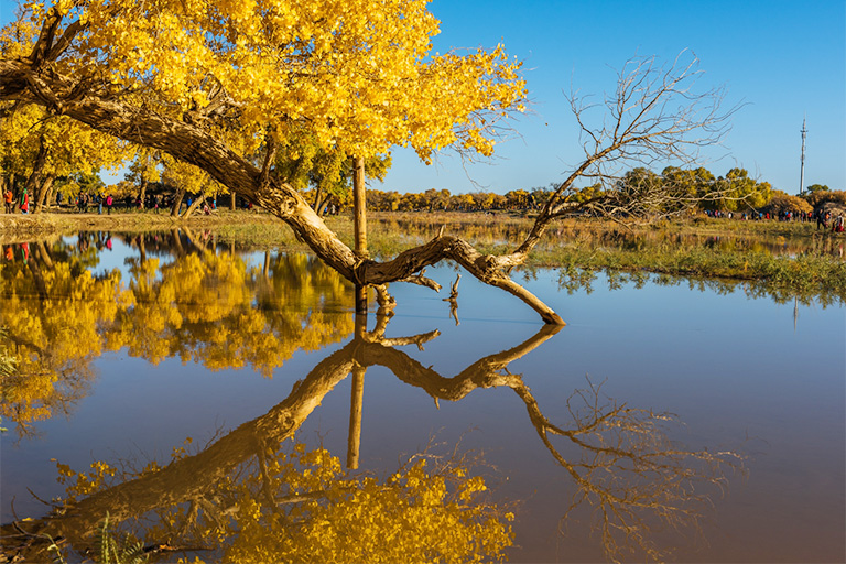Ejina Populus Euphratica Forest Ejin Banner Attractions
