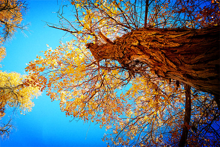 Ejina Populus Euphratica Forest