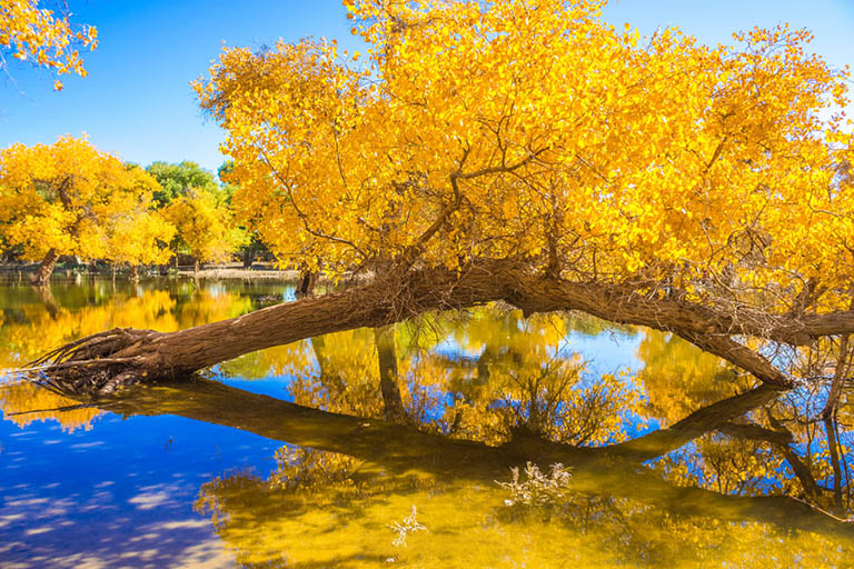 Populus Euphratica Forests in China