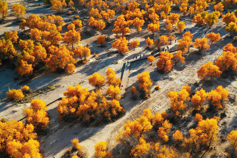 Ejina Populus Euphratica Forest