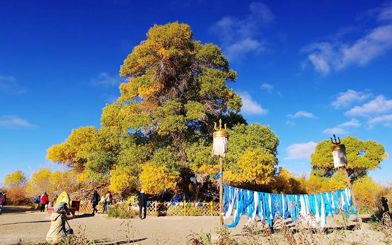 Sacred Tree Ejina Populus Euphratica Forest