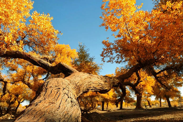 Ejina Populus Euphratica Forest