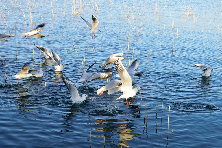 Seagullings in Juyan Lake