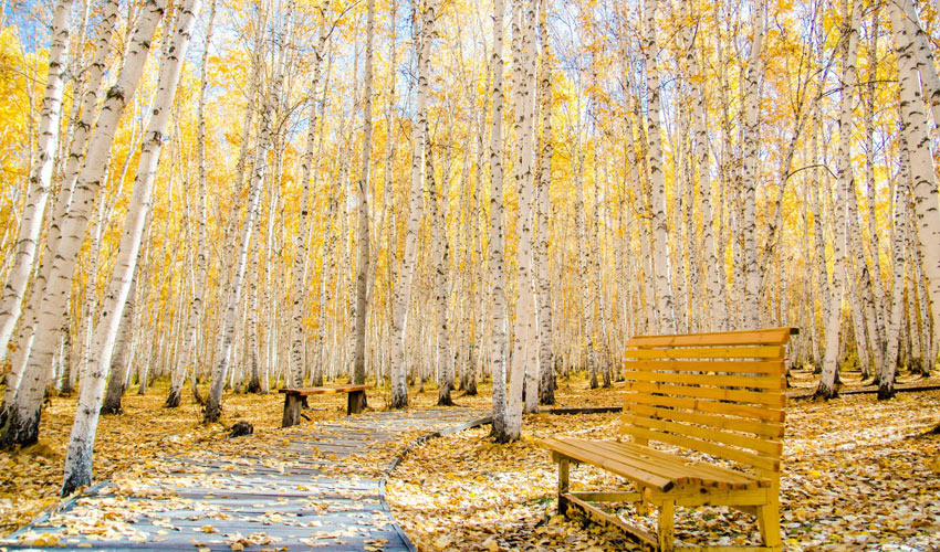 Inner Mongolia Autumn