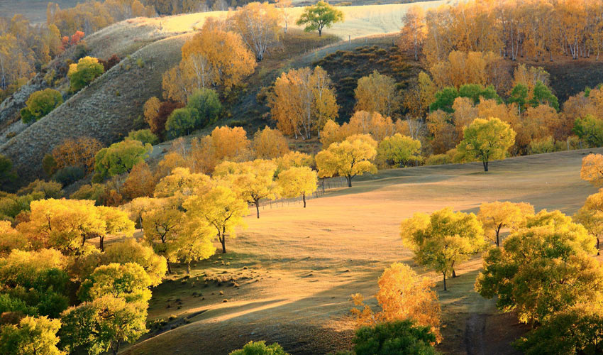 Inner Mongolia Autumn