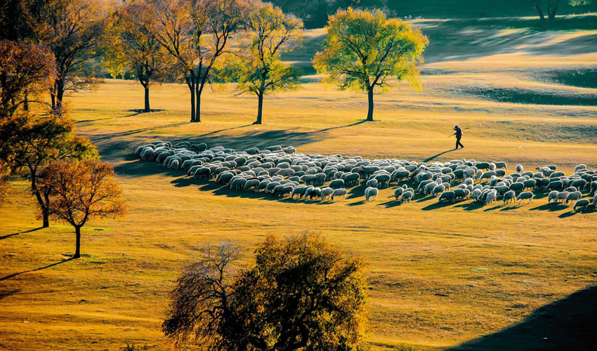 Inner Mongolia Autumn