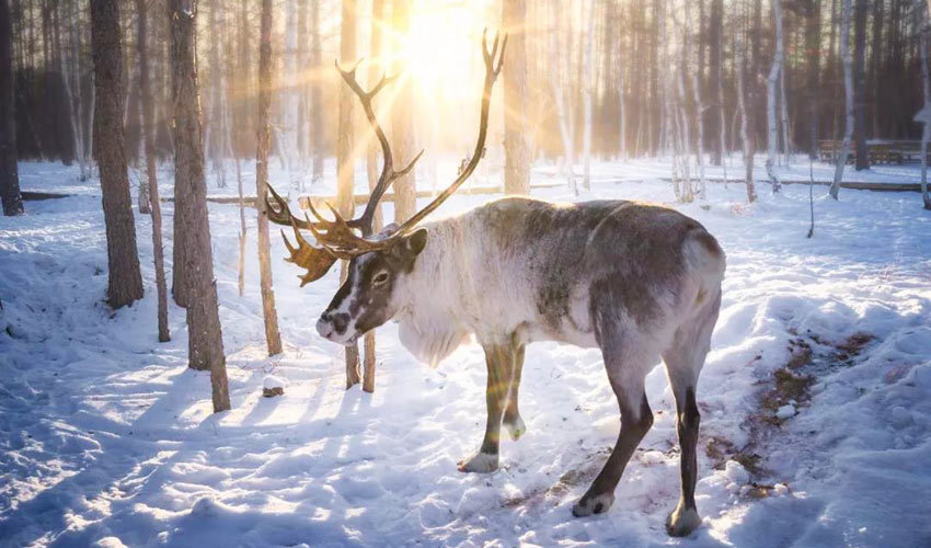 Inner Mongolia Winter