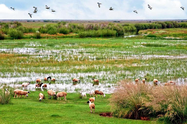 Wulanpao - Birds' Kingdom Hulun Lake